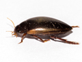 Ilybius fuliginosus